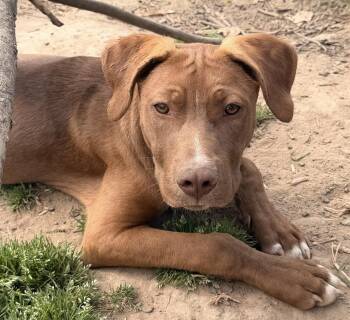 Boxer and Labrador Retriever Dogs Available for Adoption in Calera, Alabama - Monty | PetCurious