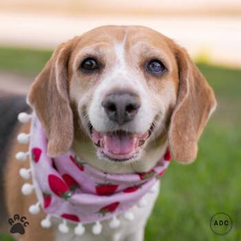 Mrs. Butterworth -  Beagle Dog for Adoption in Richmond, Virginia - Mrs. Butterworth | PetCurious