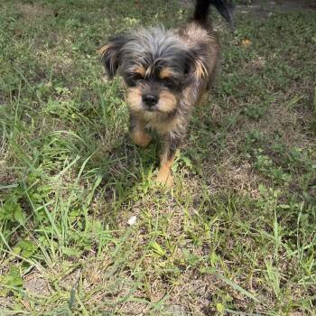 Mojo -  Pug Dog for Adoption in Louise, Texas - Mojo | PetCurious