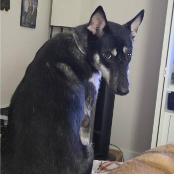 Luna -  German Shepherd Dog and Husky Dog for Adoption in Liverpool, Texas - Luna | PetCurious