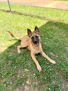 Sadie - located in Mississippi -  Belgian Shepherd Malinois Dog for Adoption in Imlay City, Michigan - Sadie - Located In Mississippi | PetCurious