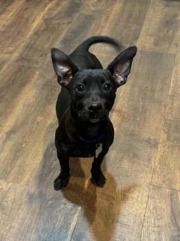 Lorelai -  Dachshund and Chihuahua Dog for Adoption - Lorelai | PetCurious