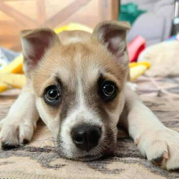 Boston Terrier Dogs Available for Adoption in St. Thomas, Ontario - Freddie | PetCurious