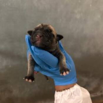 Mixed Breed Dogs Available for Adoption in West Chester, Pennsylvania - Mililani | PetCurious