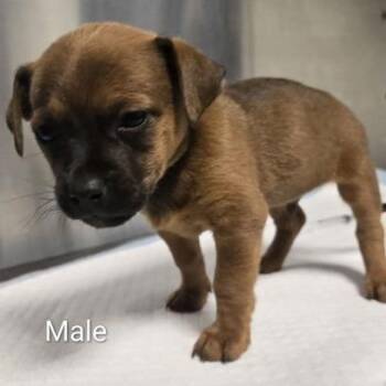 Fern -  Chihuahua Dog Available for Adoption in Fresno, California - Fern | PetCurious