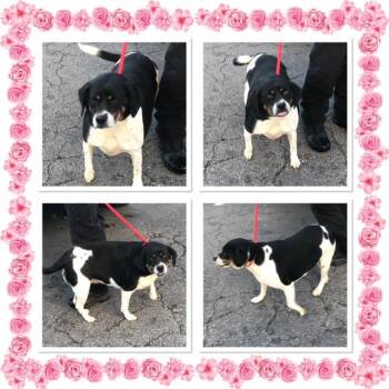 CYPRESS -  Beagle Dog for Adoption in Buckhannon, West Virginia - CYPRESS | PetCurious