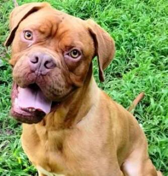 Rescue Dogue De Bordeaux Dogs for Adoption in Chelmsford, Massachusetts - Sailor | PetCurious