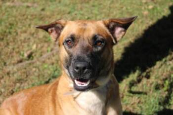 Micah -  Mixed Breed Dog for Adoption in Kansas City, Missouri - Micah | PetCurious