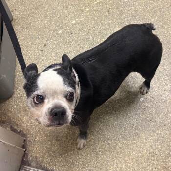 Ruby -  Boston Terrier Dog for Adoption in San Gabriel, California - Ruby | PetCurious