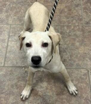 Cloud -  Labrador Retriever Dog for Adoption in Littleton, Colorado - Cloud | PetCurious