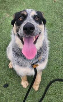 Kintsugi -  Australian Cattle Dog Blue Heeler and Mixed Breed Dog Available for Adoption in Fort Collins, Colorado - Kintsugi | PetCurious
