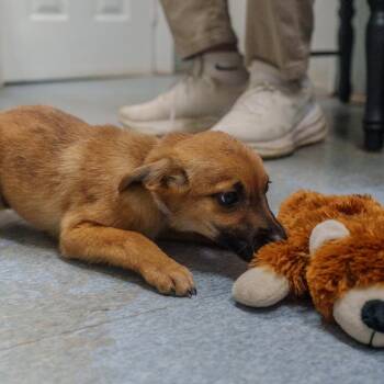 Terrier Dogs Available for Adoption in Pawling, New York - Biscotti | PetCurious