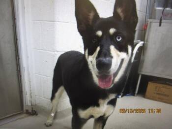 (47) -  Siberian Husky and German Shepherd Dog Dog for Adoption in Marietta, Georgia - (47) | PetCurious