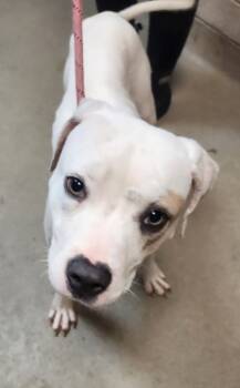 Rescue Retriever and Mixed Breed Dogs for Adoption in Spartanburg, South Carolina - Alaska | PetCurious