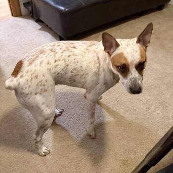 Abba -  Australian Cattle Dog Blue Heeler and Mixed Breed Dog for Adoption in San Diego, California - Abba | PetCurious