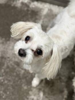 Kupo -  Miniature Poodle and Maltese Dog for Adoption in Sacramento, California - Kupo | PetCurious