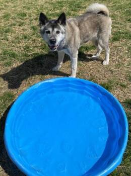 Akita Dogs Available for Adoption - ZUZU | PetCurious