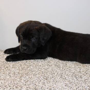 Mastiff Dogs Available for Adoption in Phoenix, Arizona - Moose | PetCurious