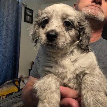 Dotty -  Mixed Breed Dog for Adoption in Bismarck, North Dakota - Dotty | PetCurious
