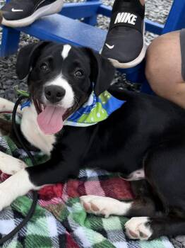 Siberian Husky and Labrador Retriever Dogs Available for Adoption in Winder, Georgia - Soxs | PetCurious