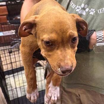 Bark Twain- 102601U -  Terrier and Mixed Breed Dog for Adoption in Tupelo, Mississippi - Bark Twain- 102601U | PetCurious