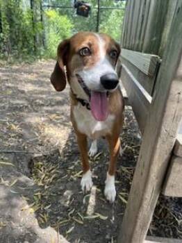 Sally -  Beagle Dog for Adoption in Elmsford, New York - Sally | PetCurious