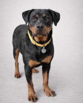 Rottweiler Dogs Available for Adoption in Carson City, Nevada - Anyka | PetCurious