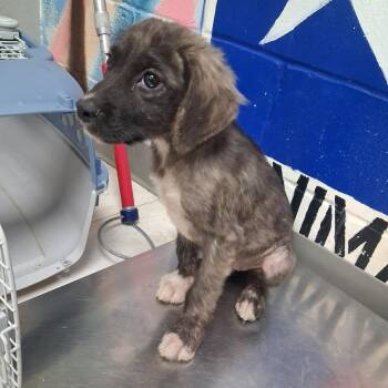 Cortez -  Mixed Breed Dog for Adoption in Lufkin, Texas - Cortez | PetCurious