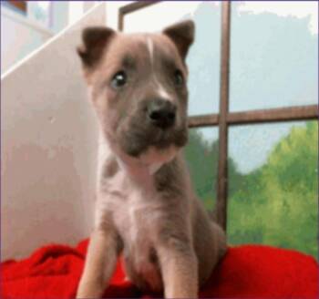 American Staffordshire Terrier Dogs Available for Adoption in Sedalia, Colorado - Andres Aka Anders | PetCurious