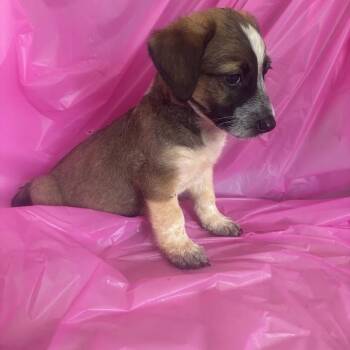 Toothpaste -  Australian Shepherd and Mixed Breed Dog for Adoption in North Charleston, South Carolina - Toothpaste | PetCurious