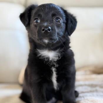 Yorkshire Terrier and Poodle Dogs Available for Adoption in Riverside, California - Gordon Ramsey | PetCurious