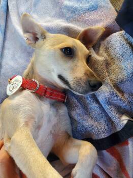 Leela -  Chihuahua Dog for Adoption in Newmarket, Ontario - Leela | PetCurious