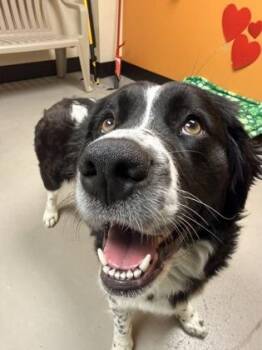 Ava -  Mixed Breed Dog Available for Adoption in Bellingham, Washington - Ava | PetCurious