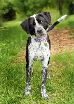 Mister -  Mixed Breed Dog for Adoption in Hamilton, Ohio - Mister | PetCurious