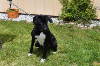 Labrador Retriever and Anatolian Shepherd Dogs Available for Adoption in North Judson, Indiana - Delta | PetCurious