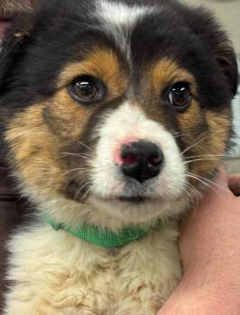 Bernese Mountain Dog Dogs Available for Adoption - Gizmo | PetCurious