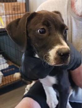 Kismet -  Labrador Retriever and Mixed Breed Dog for Adoption in West Memphis, Arkansas - Kismet | PetCurious