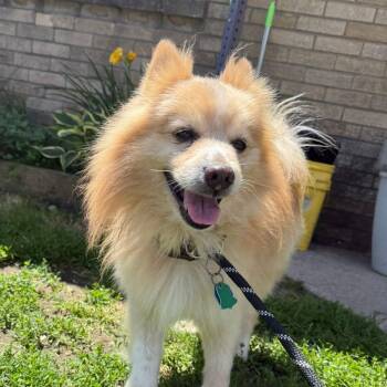 Devin -  Pomeranian Dog for Adoption in Alma, Michigan - Devin | PetCurious