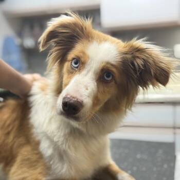 Kinley -  Australian Shepherd Dog for Adoption in Glenwood Springs, Colorado - Kinley | PetCurious