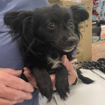 Chihuahua Dogs Available for Adoption in Spokane, Washington - Dolly | PetCurious