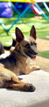 Terrier Dogs Available for Adoption - 26Lady | PetCurious