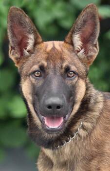 Sasha von Seffern -  German Shepherd Dog Dog for Adoption in Los Angeles, California - Sasha Von Seffern | PetCurious
