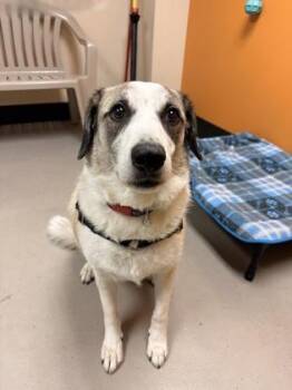 Jake -  Mixed Breed Dog for Adoption in Bellingham, Washington - Jake | PetCurious