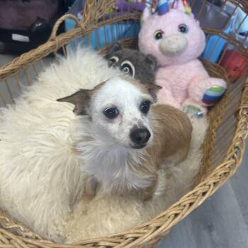 Rescue Chiweenie Dogs for Adoption in Oklahoma City, Oklahoma - Whimzy Winslow | PetCurious