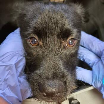 Terrier Dogs Available for Adoption in Birmingham, Alabama - Chewy | PetCurious