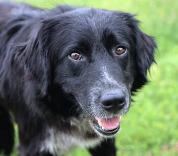 Border Collie and Retriever Dogs Available for Adoption in Kansas City, Kansas - Denny (AO36342) | PetCurious