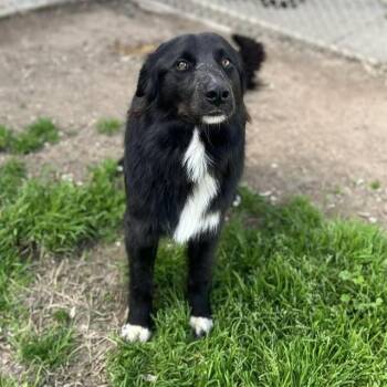 Border Collie Dogs Available for Adoption - PICCOLO | PetCurious