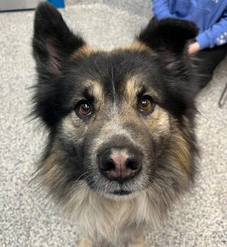 Shepherd and Australian Shepherd Dogs Available for Adoption in Golden, Colorado - Sheriff | PetCurious