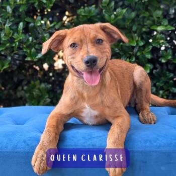 Queen Clarisse 05-0604 -  Labrador Retriever and Pit Bull Terrier Dog for Adoption in Covington, Georgia - Queen Clarisse 05-0604 | PetCurious