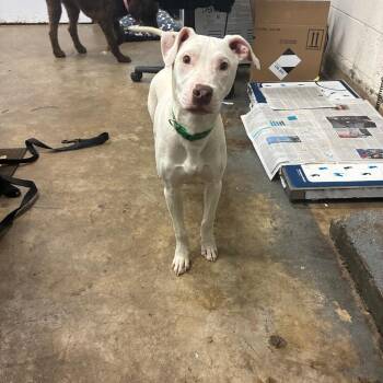 Taki -  Mixed Breed Dog Available for Adoption in Corbin, Kentucky - Taki | PetCurious